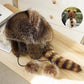 ❄️ Winter offers ❄️ Raccoon tail fur parent-child plush hat