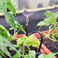 🔥Sommeraktion 50 % Rabatt – 🚿360° gebogenes automatisches Bewässerungssystem für den Garten